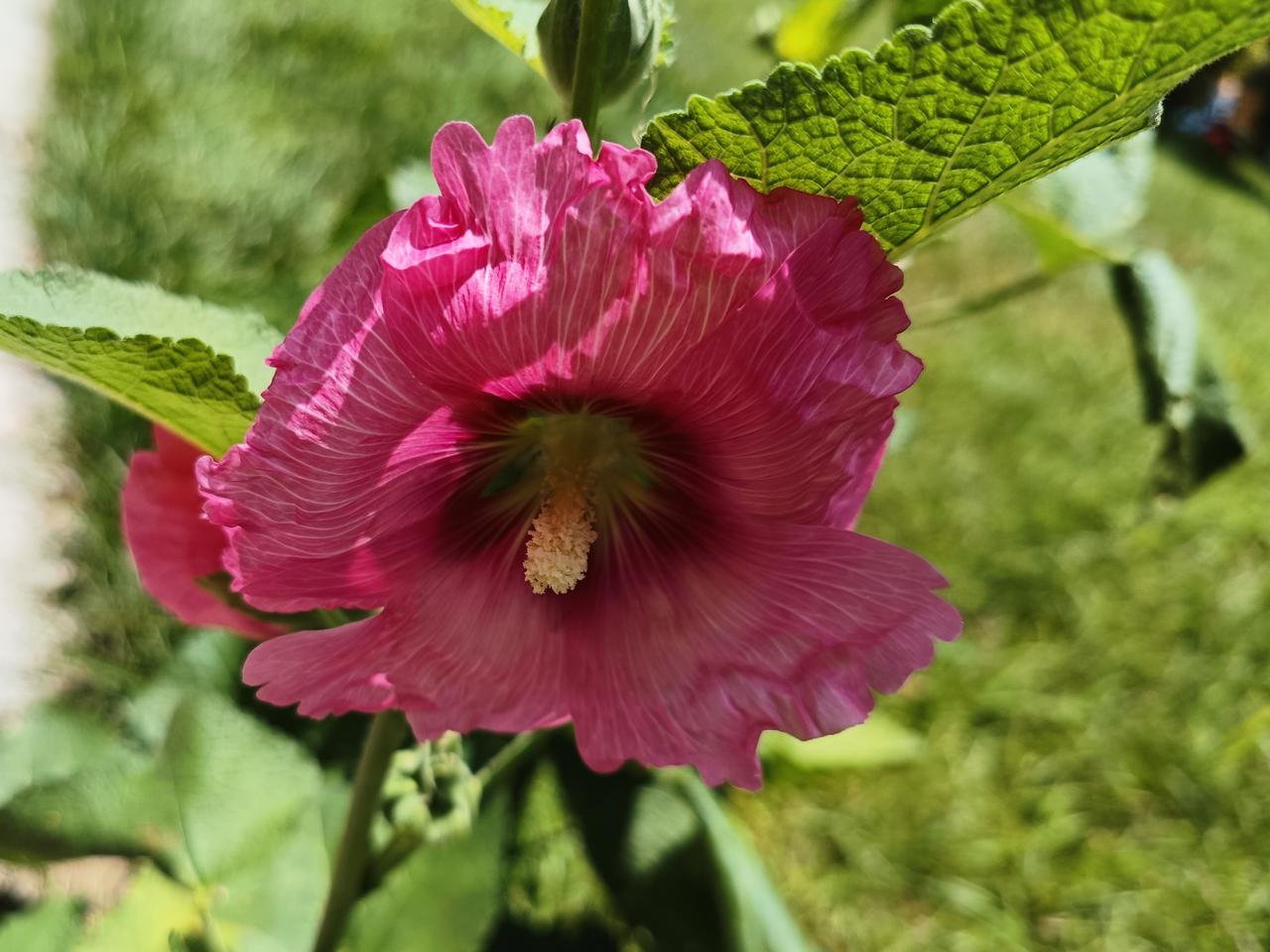 夏花灿烂。我一有时间便寻寻觅觅花之艳丽。
夏日走到这个时候，一些花儿已凋零大半，