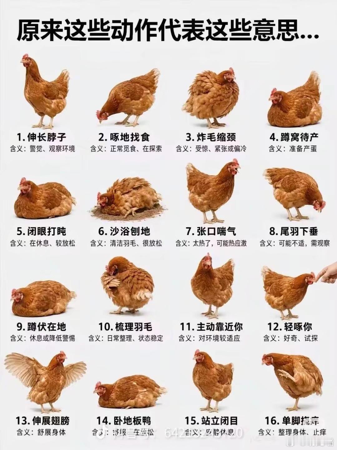 小鸡 
