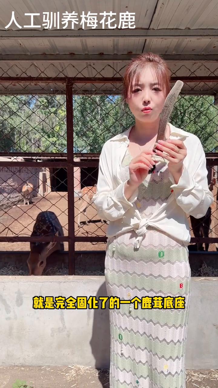 人工驯养梅花鹿。
鹿茸和鹿角帽本是一体，为什么它的作用不同，哪一个更好？今天一条