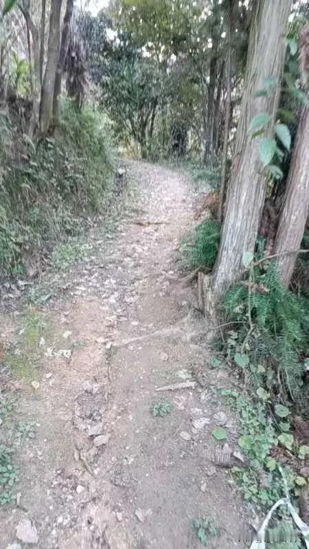 大美秦巴山区

霜降到来秋韵深，
秦岭巴山冬雾沉。 
秋叶似火绕苍岭，
野菊如星