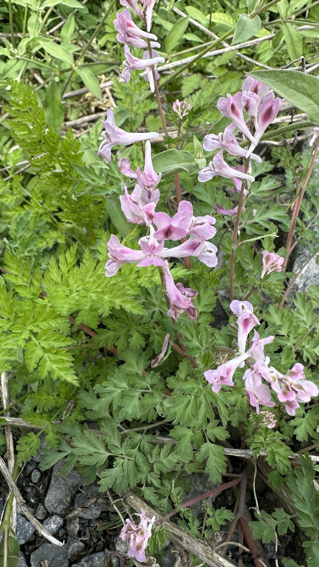 有人私信问我“哪个平台好借”。
昨天收到一条私信，一个粉丝问我：“哪个平台比较好