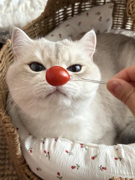 不好养道小丑咪🤡