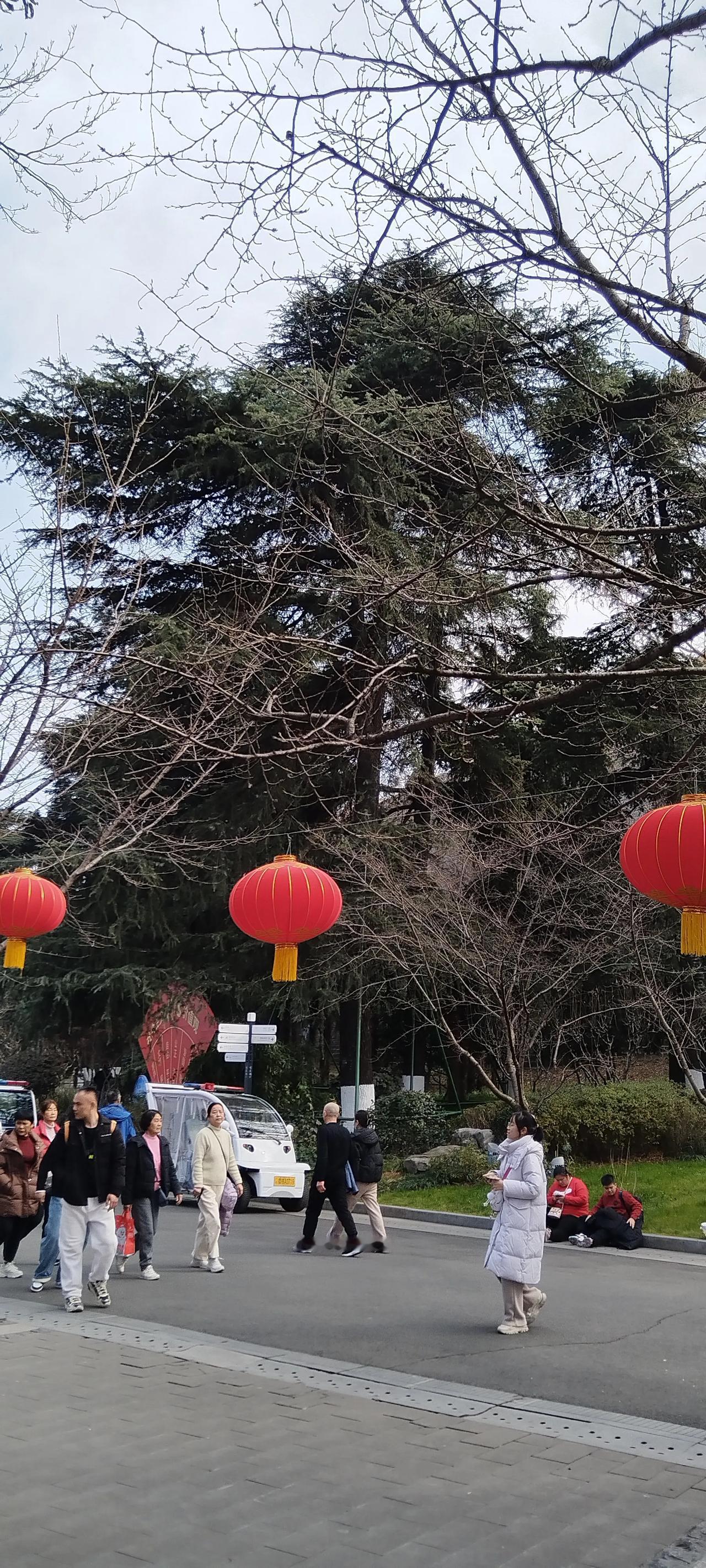 大年初二的玄武湖公园，大红灯笼高高地悬于空中，行人来来往往、络绎不绝，公园内游览