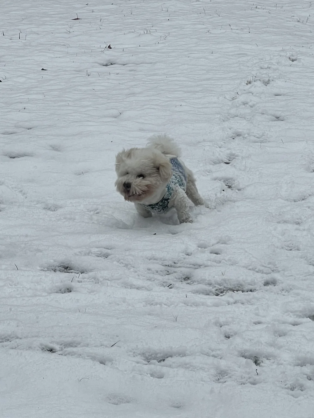 武汉初雪❄️是时候出门冰嬉了💅🏻🐶