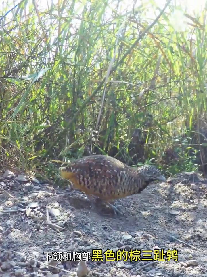 下颌和胸部黑色的棕三趾鹑母鸟，在下满一窝蛋以后放弃孩子和雄鸟不再回家，孵蛋和带孩