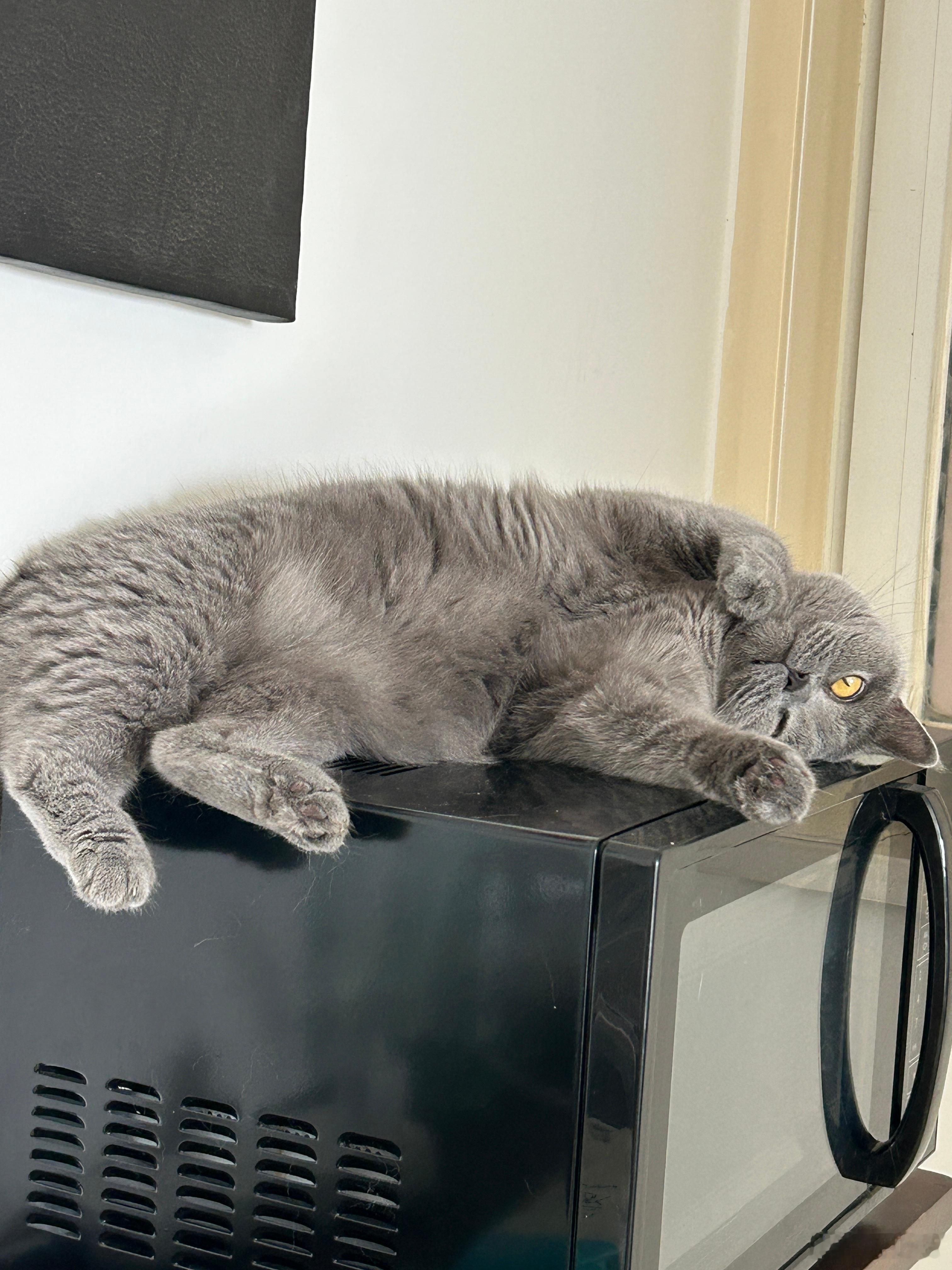 小猫咪在诱惑我，好像去把它撸秃～ 