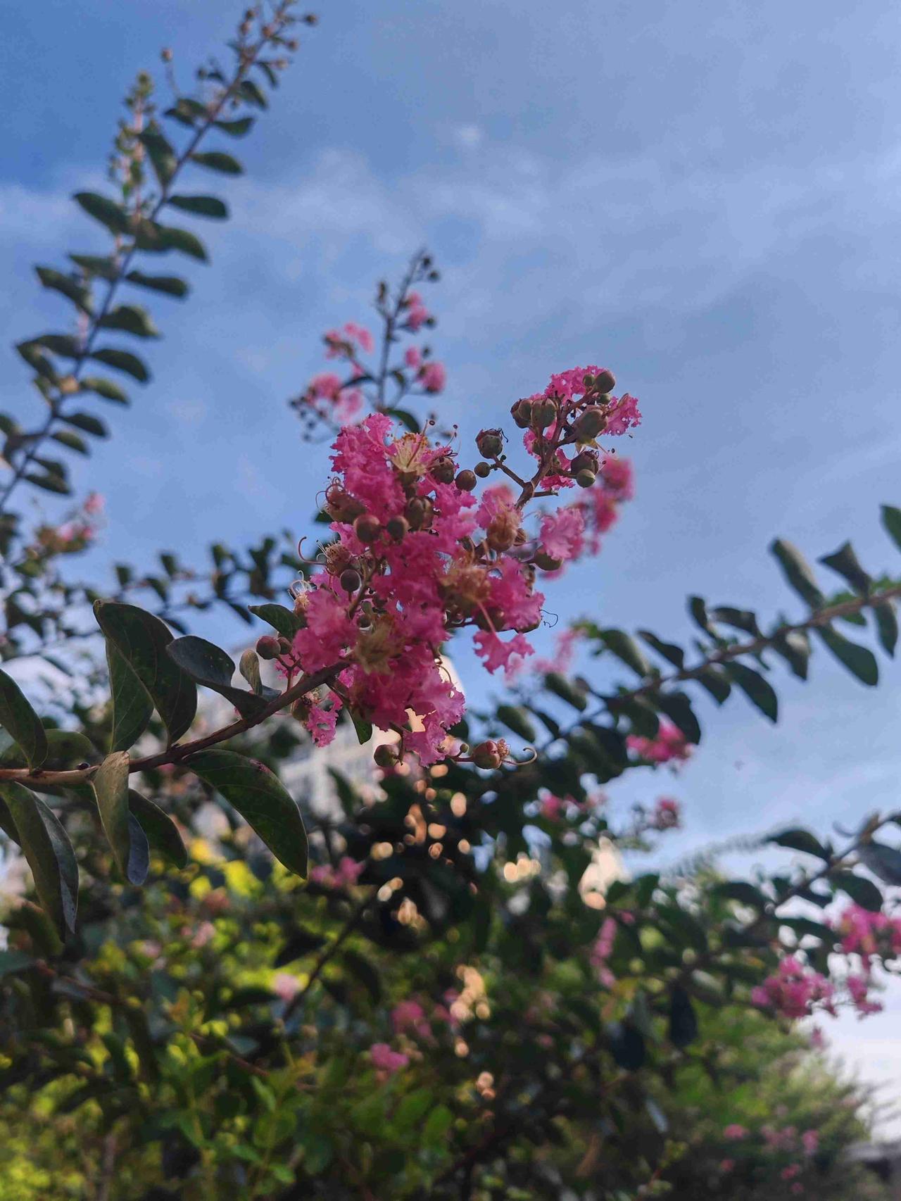 早晨的天气阳光明媚，知了在声声的叫着夏天，微风拂面感觉特别舒服。
六点半下楼去运