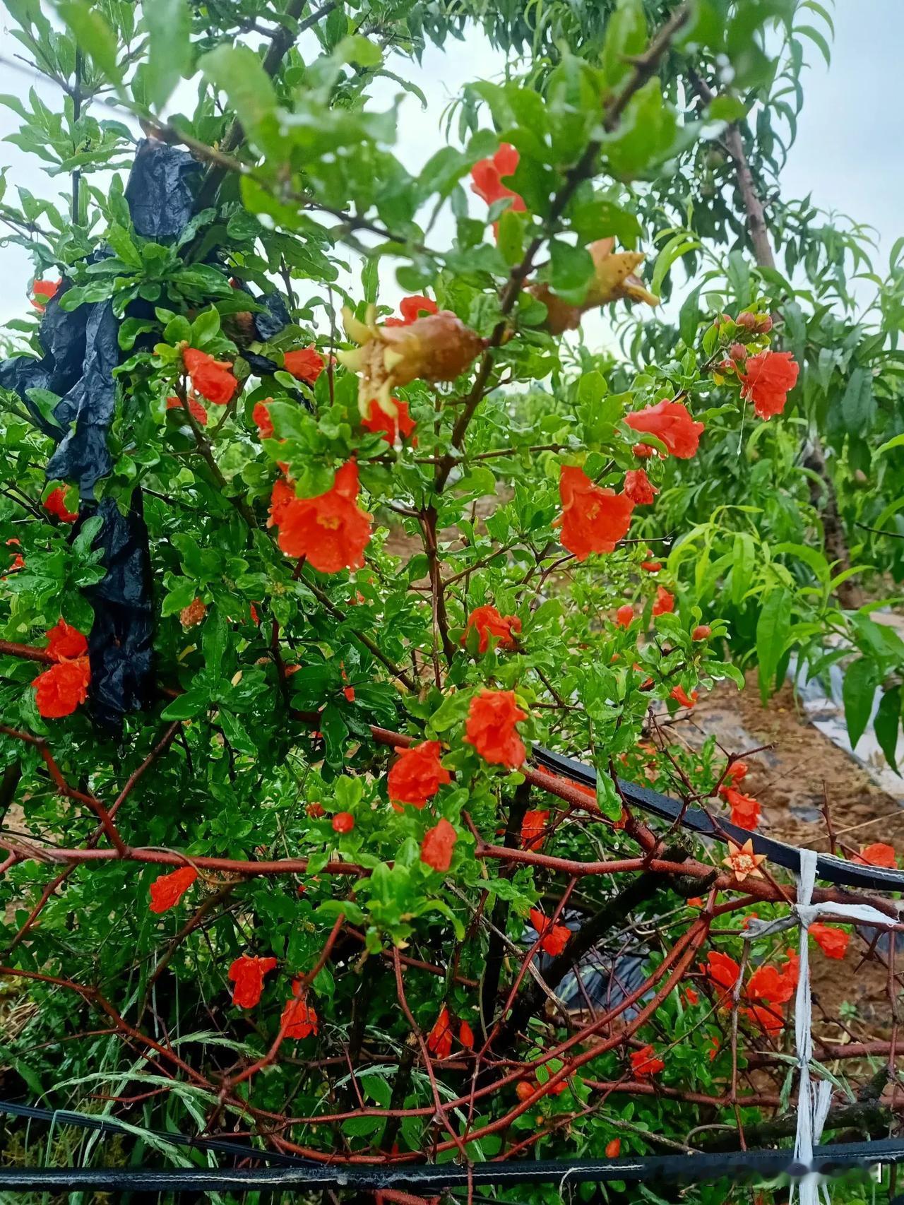 晒图笔记大赛石榴开花了，多子多孙，花开富贵！