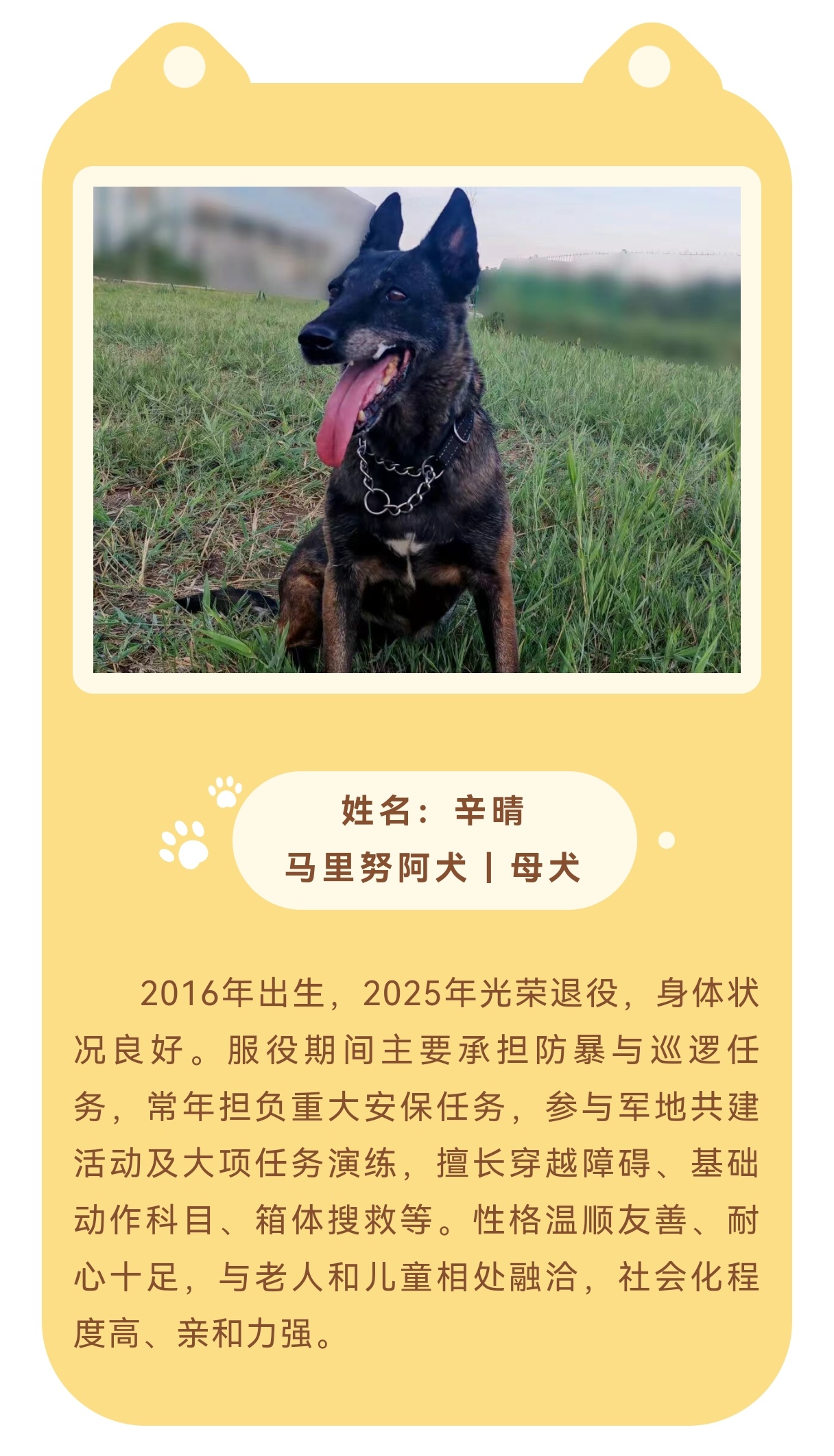 转需！领养退役军犬咯！ 