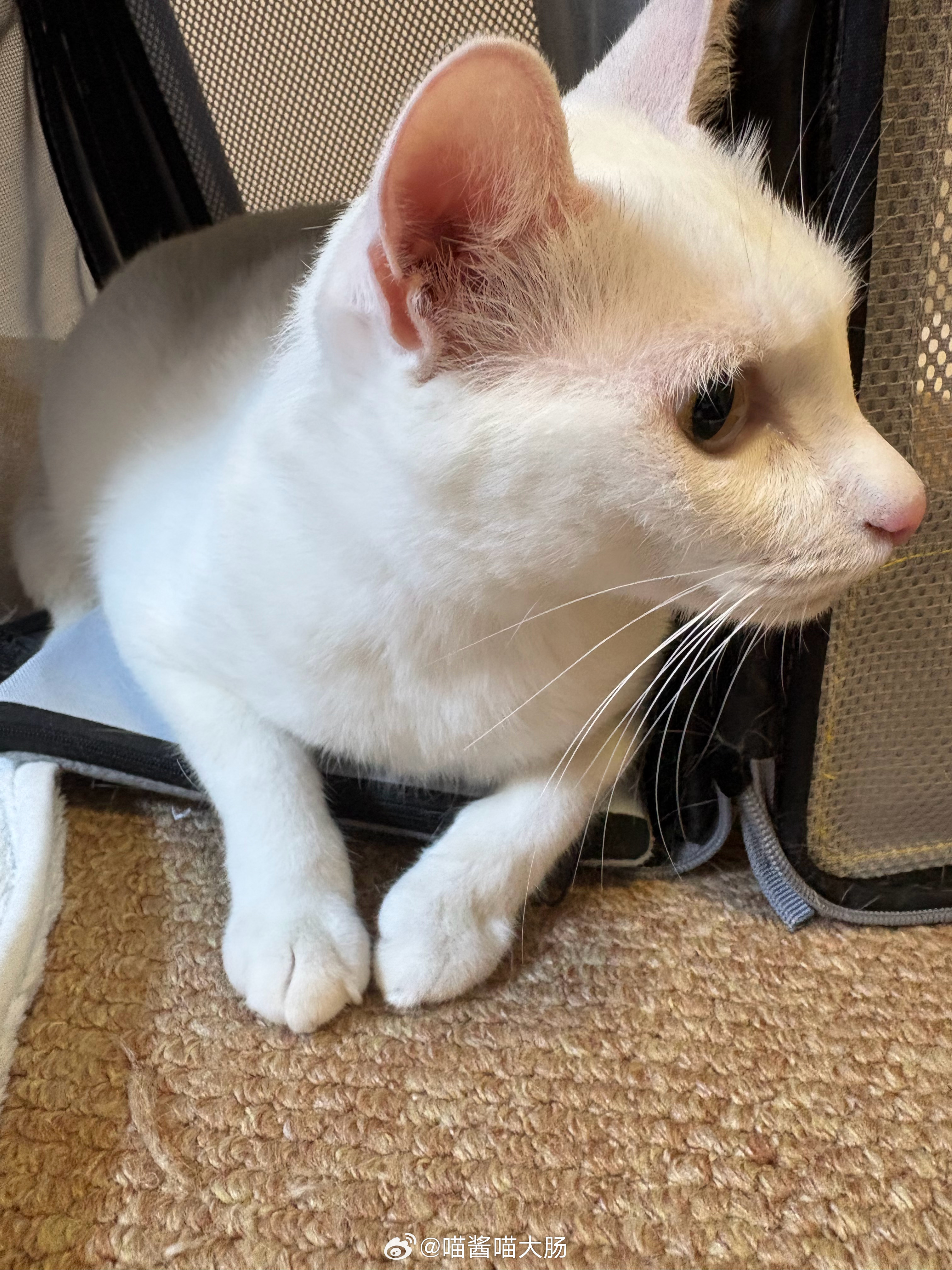 紧张猪[柯基] ​​​