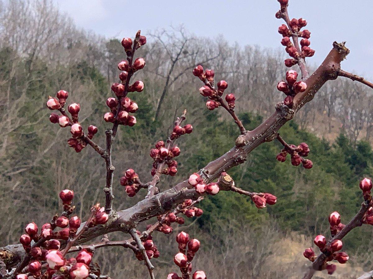 最近去大孤山，建议别直接往上冲。山脚杏梅已经开始有层次了，白粉交错，配着古街的房