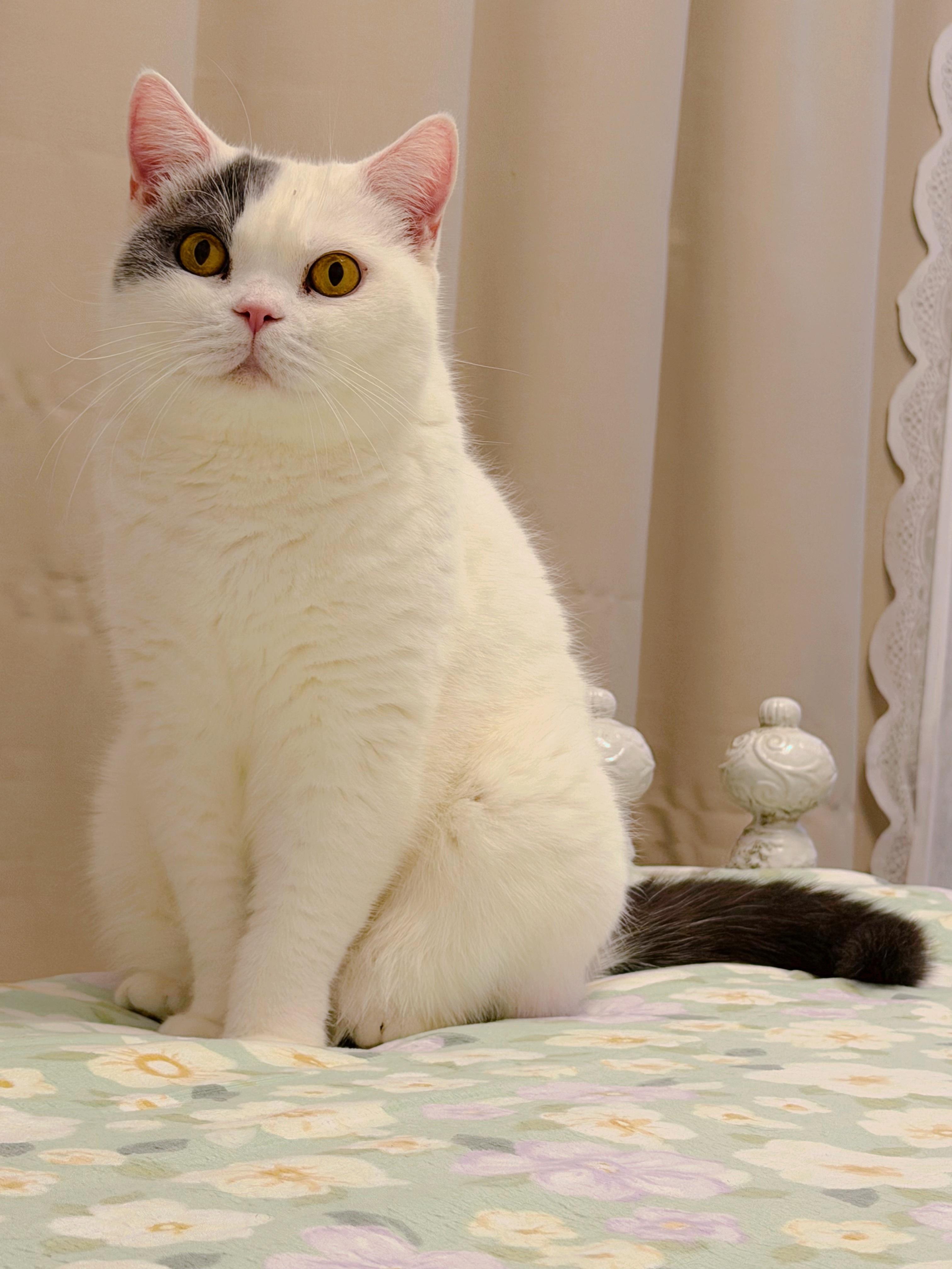 很肥美啊