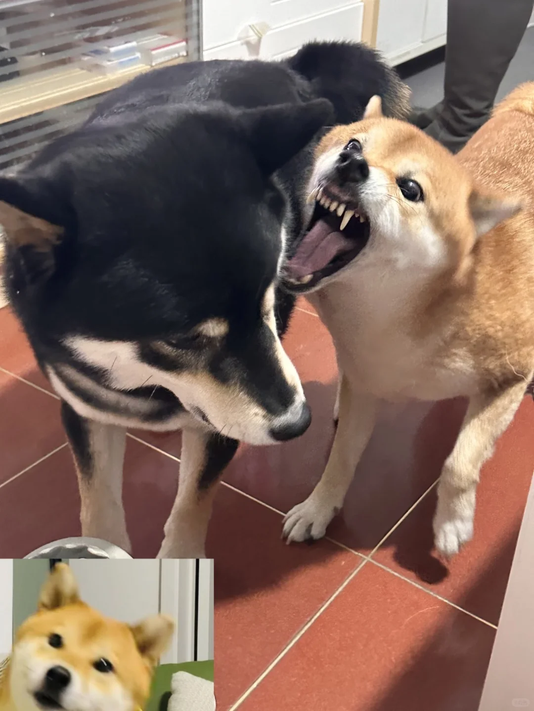 血脉压制