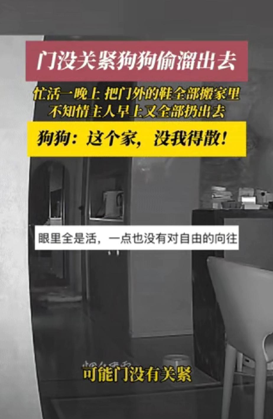 “笑不活了！”浙江，某住户遛完狗回家由于房门没有闭紧，狗子半夜撞开房门，把门口的
