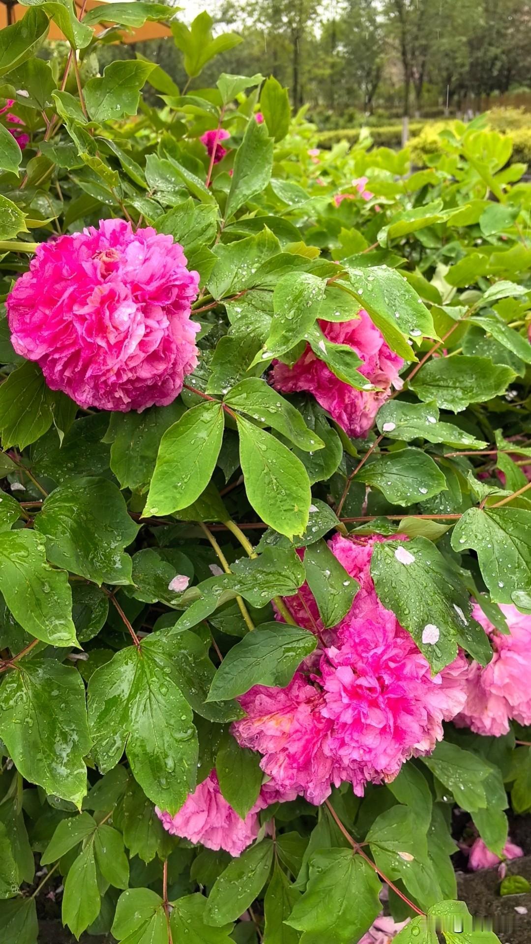 生那么多干啥？

都说女儿是爸爸的贴心小棉袄，这话真不假。
单位上有个小姑娘，结