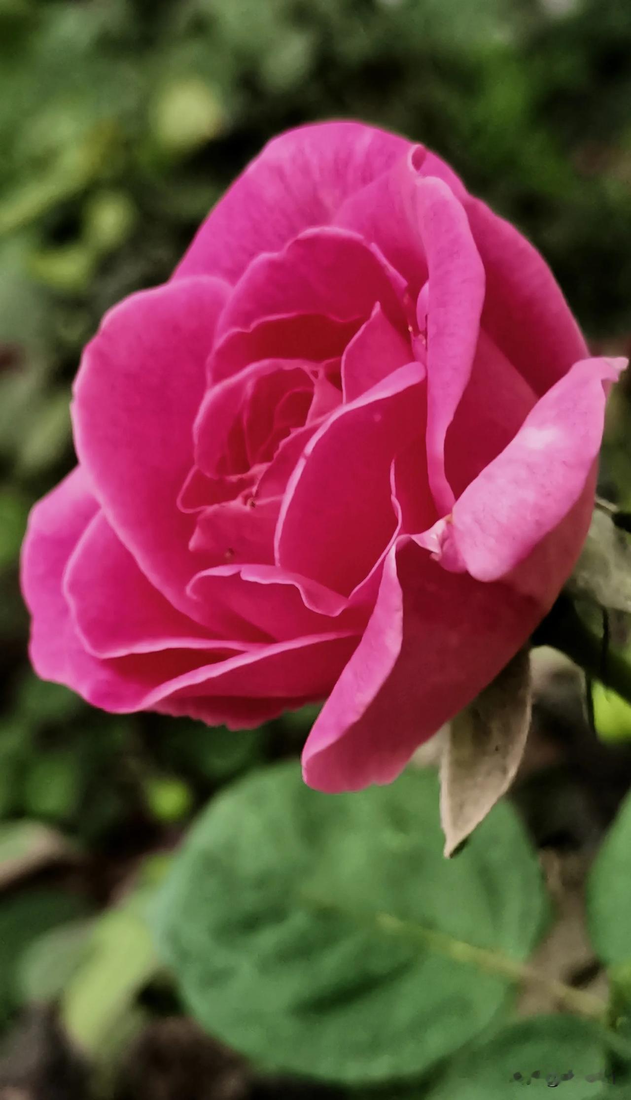 （原创）
每日分享月季花赏析
#随拍月季花分享# #随手拍自然月季# #秀出你的