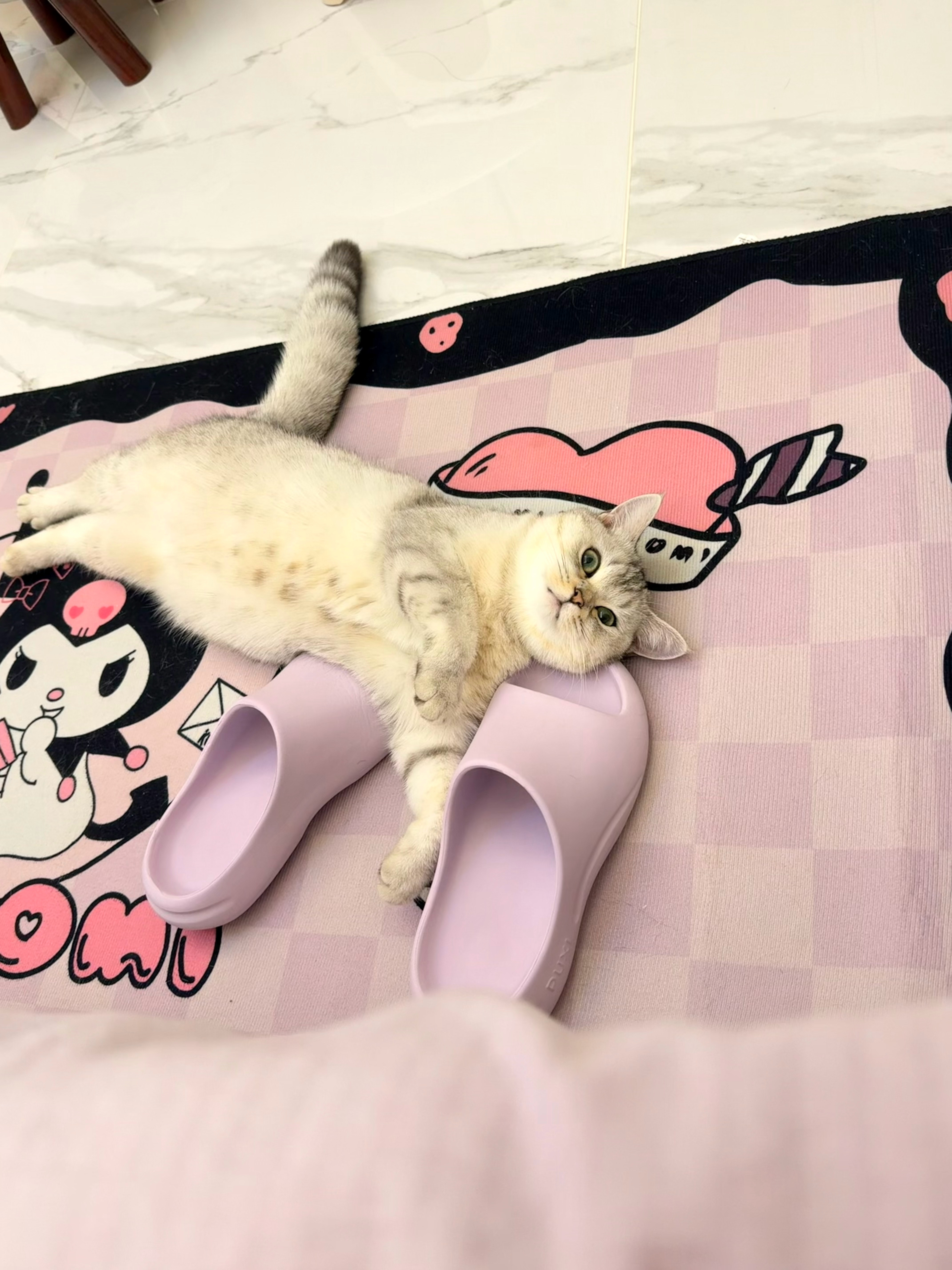 黏人小猪猪，一起睡觉觉 