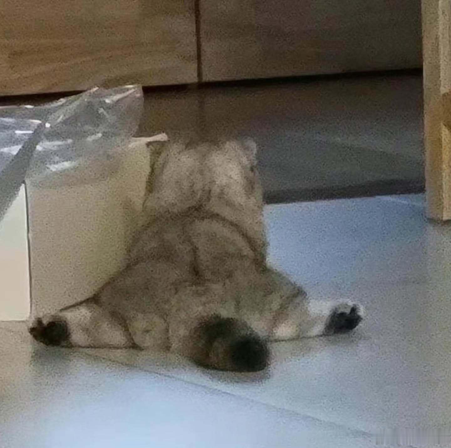 劈叉小猫 