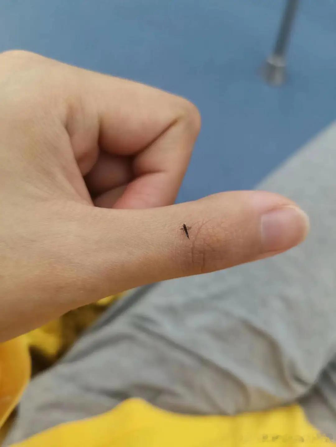 #建议最近不要穿黄色衣服出门#有种喜欢黄色、绿色的小虫子，叫蓟（jì）马，看着跟