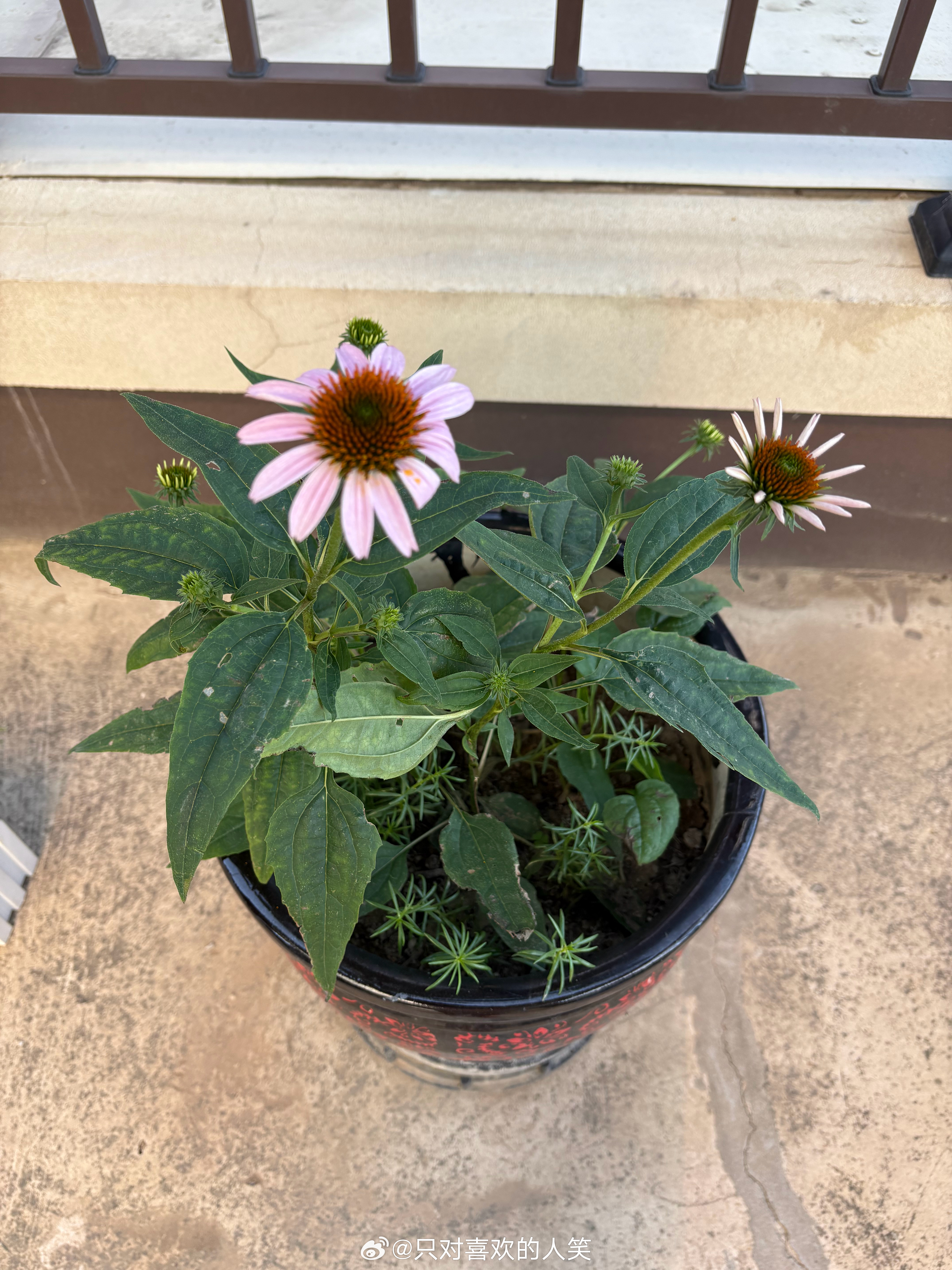 阳台上的花儿开了～ 