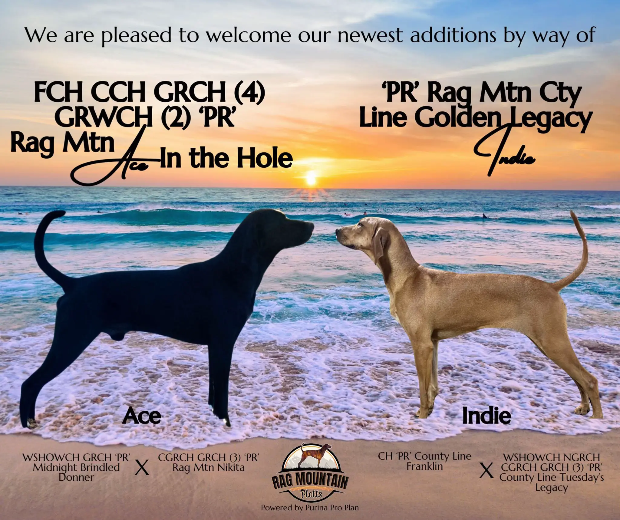 繁殖过程中，普罗特出现黄色（鹿色）普罗特这是正常的，不需要感到焦虑和不...