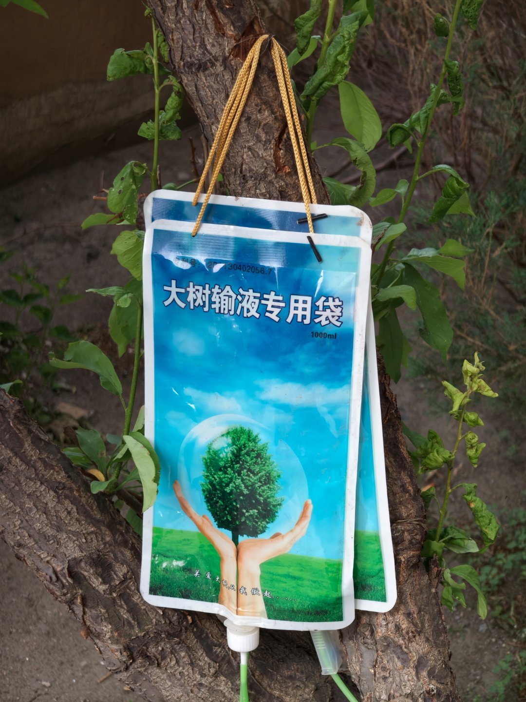 小区的树开始吊瓶了