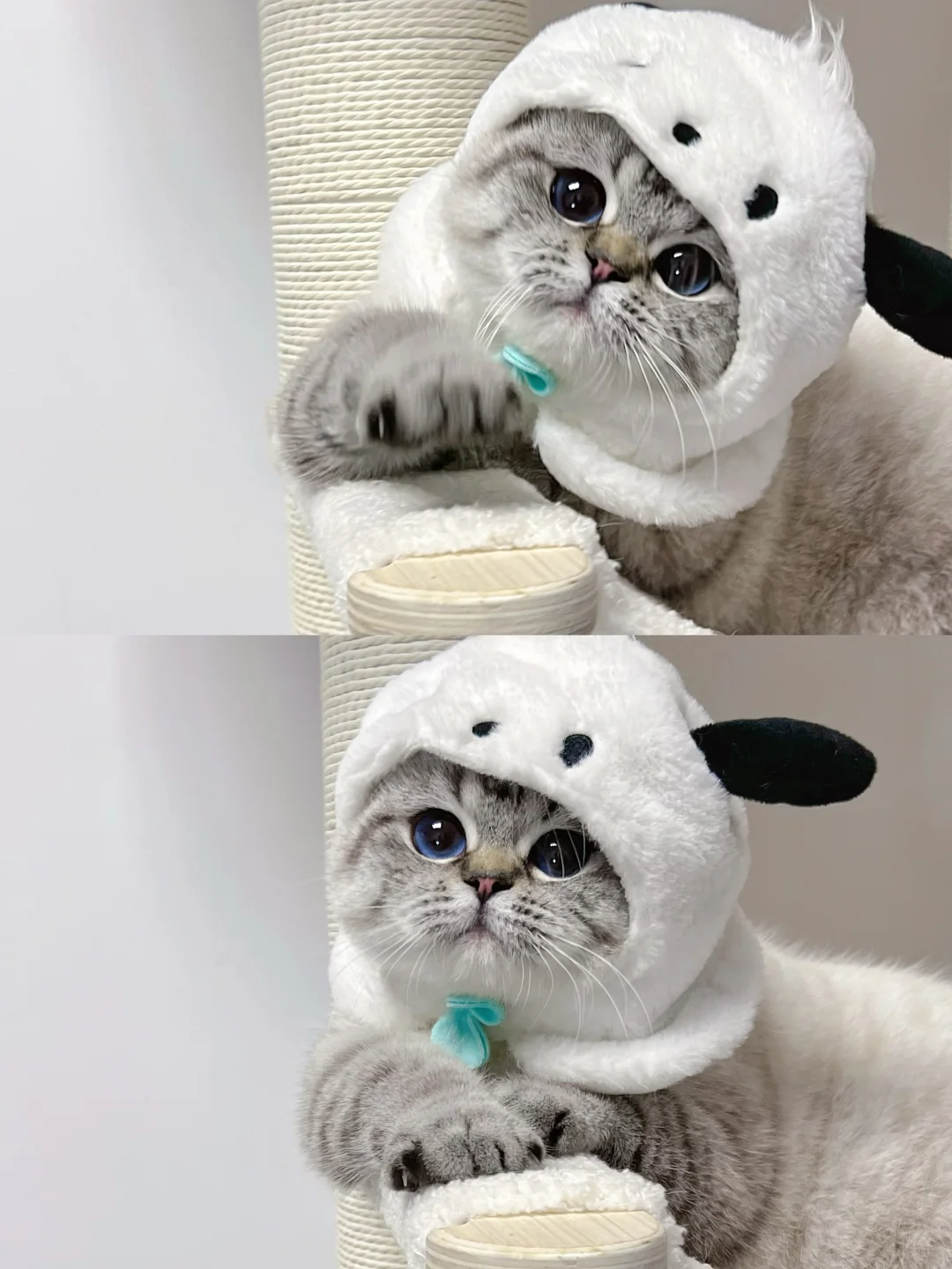 山猫英短|是我的宝宝没错了