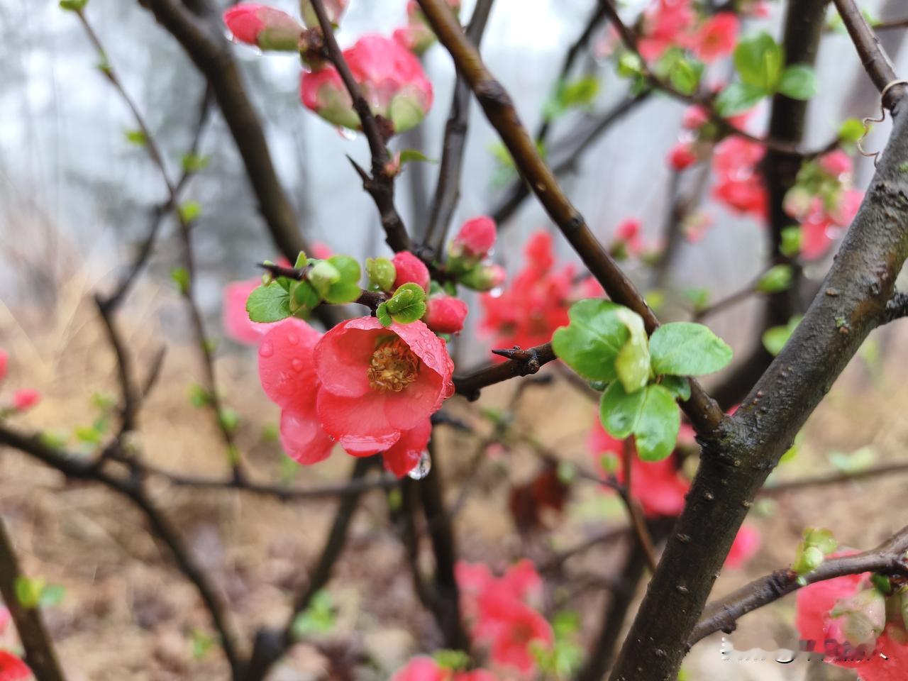 雨后的海棠花，简直美到犯规！
雨滴还挂在花瓣上，像晶莹的珍珠。
雨后空气里弥漫着