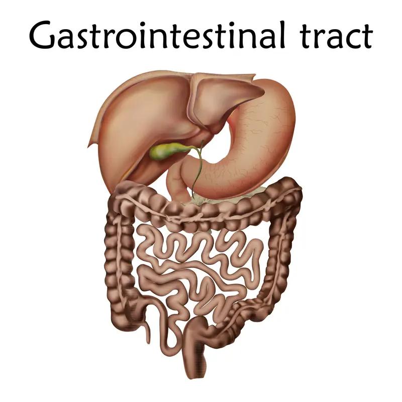 谷胱甘肽在消化道中会被分解吗? 谷胱甘肽在消化道里是会被分解的。它是一种小分子的
