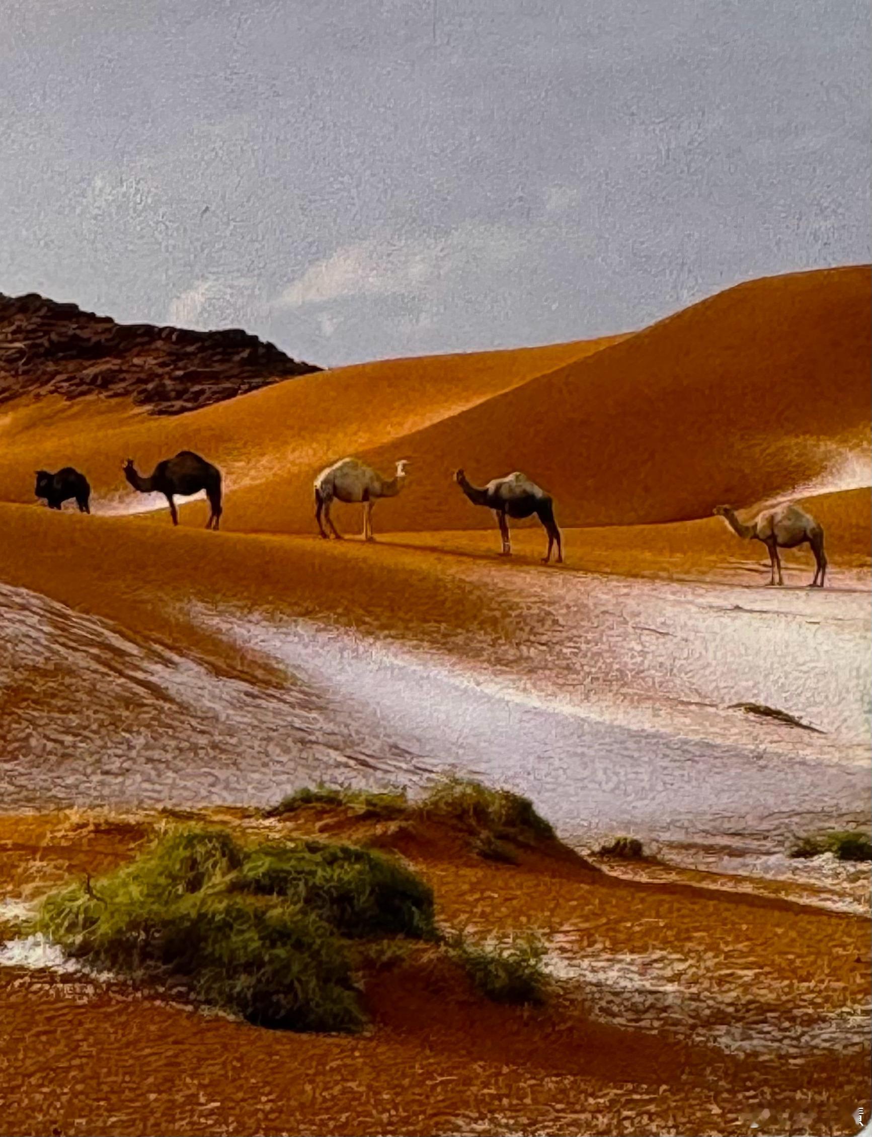 摩洛哥扎古拉沙漠，降雪之后！余丰慧