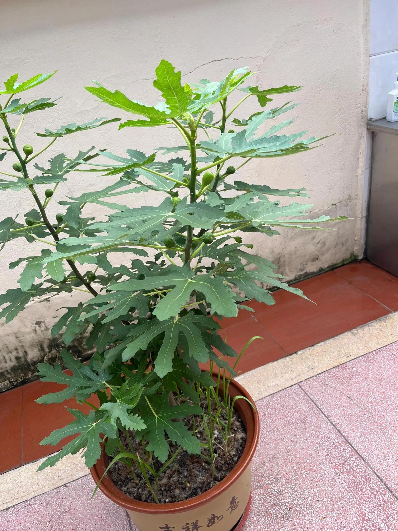已经入秋，巴劳耐还能成熟吗
长势还不错，就是结果有点迟，天气已转凉，不知道果实能