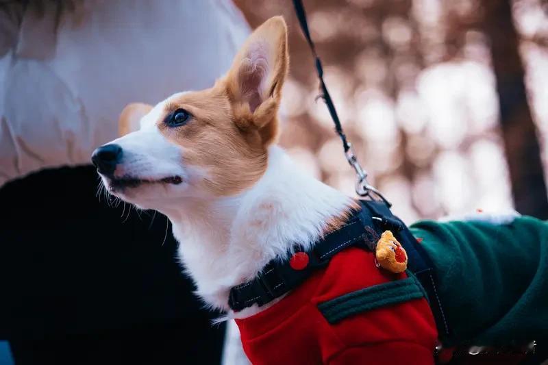 年轻人春节发现宠物护理商机，上门服务净赚八千多元。这印证了商机无处不在，关键在于