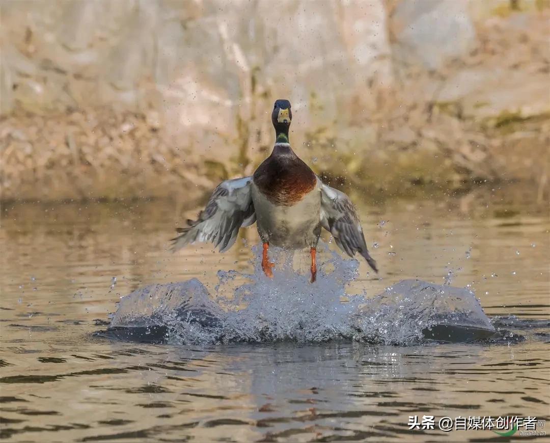 橘子洲“旱地拔葱”爆火！普通游客也能拍的氛围感大片，秘诀全在这
 
橘子洲头又凭