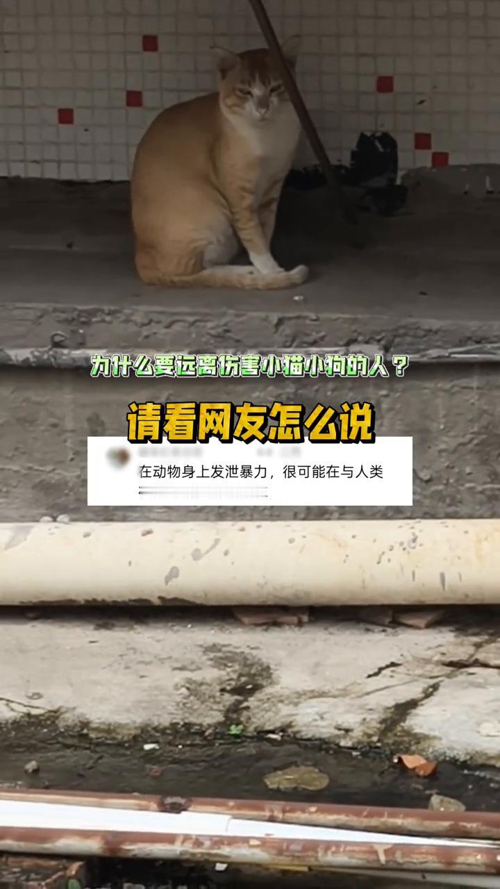 为什么要远离伤害小猫小狗的人？请看网友怎么说。
在动物身上发泄暴力，很可能在与人