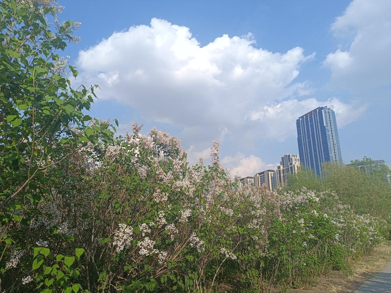 刷短视频时偶然发现，离家不远新建了一处诗歌公园。丁香盛放的景致搭配阳明滩大桥的雅
