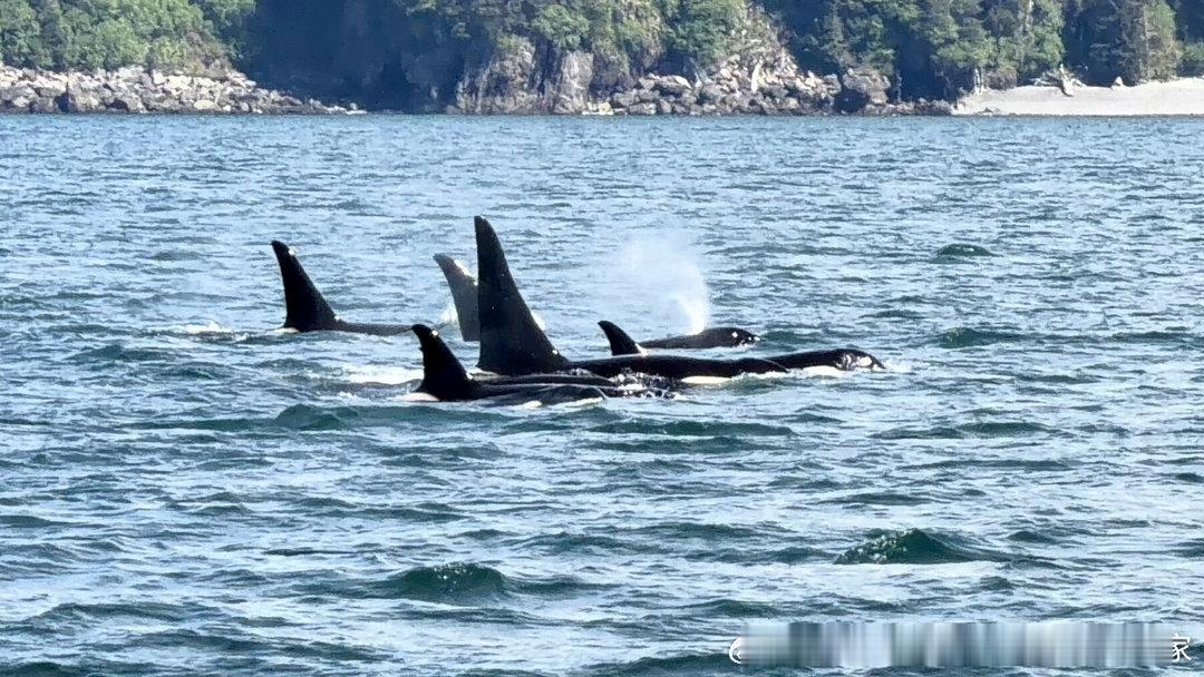 运气爆棚的出海日1不仅难得的阳光明媚风平浪静该看的想看的动物都看到了！很难看到的