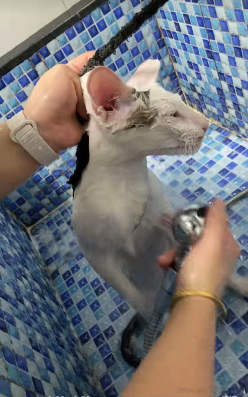 50822【丑猫】哪都丑 这还是猫吗 
