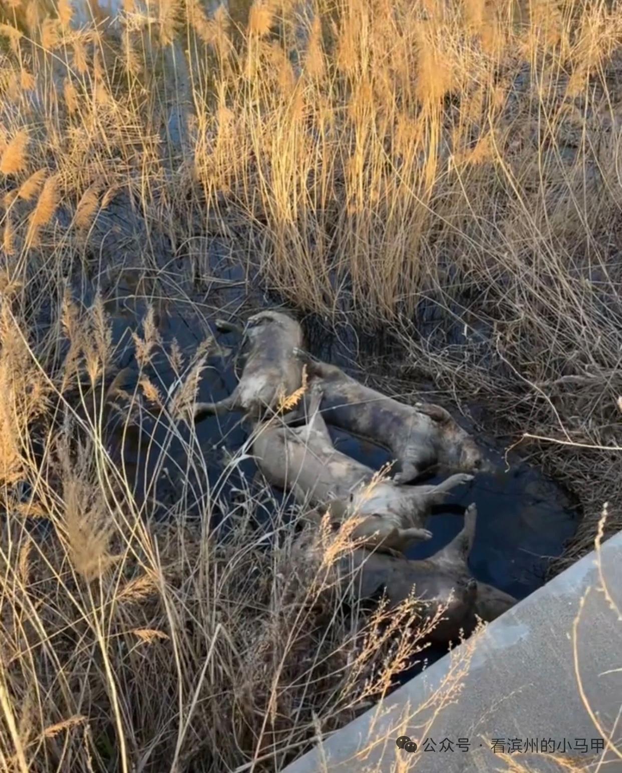 滨州一河道芦苇丛发现4头死猪

近日，有村民反映，山东滨州东外环（东赵村附近）一