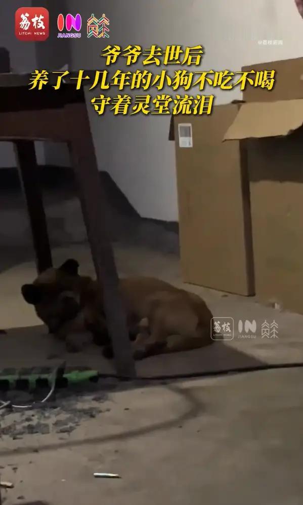 7月1日，四川雅安的小娟女士向记者讲述了这段戳中无数网友的暖心往事：相伴爷爷13