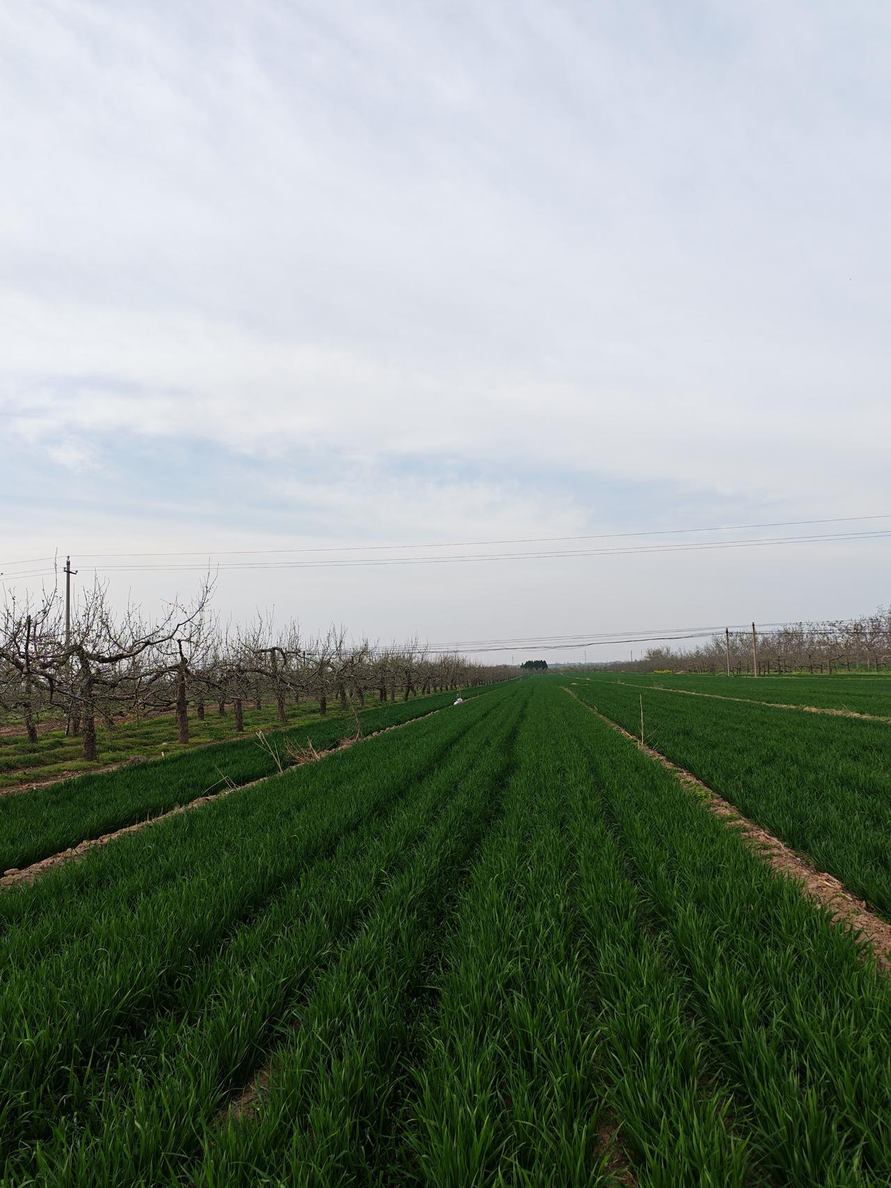 清明时节，来到先人长眠的故土，俭朴隆重的祭奠，寄托一片哀思。