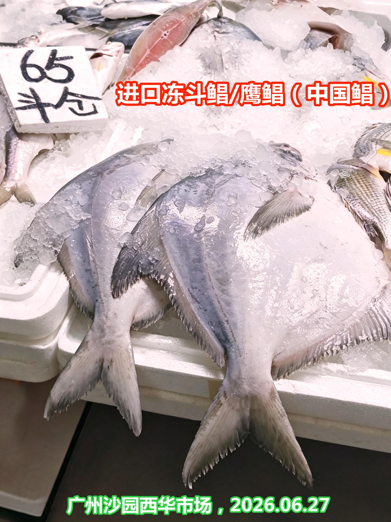 冷冻大斗鲳65，哪个朋友吃过，能买吗？

进口冷冻大斗鲳/鹰鲳（中国鲳），摄于广