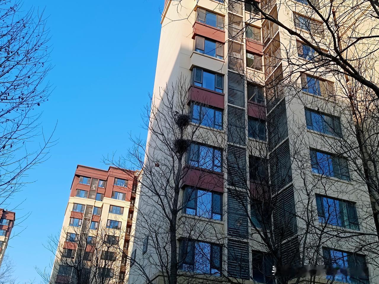 前两天散步时，我偶然遇见一对鸟夫妻正忙着叼树枝筑巢。今日再去瞧，新窝已然稳稳地立