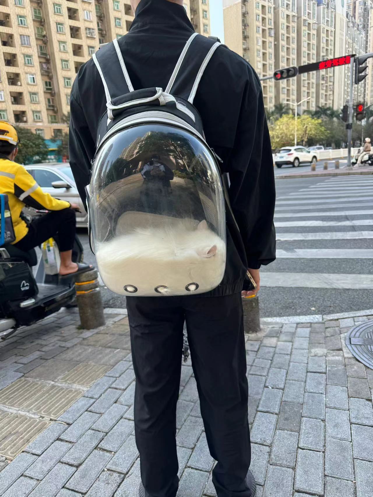 猫咪是液体动物的实证 ​​​