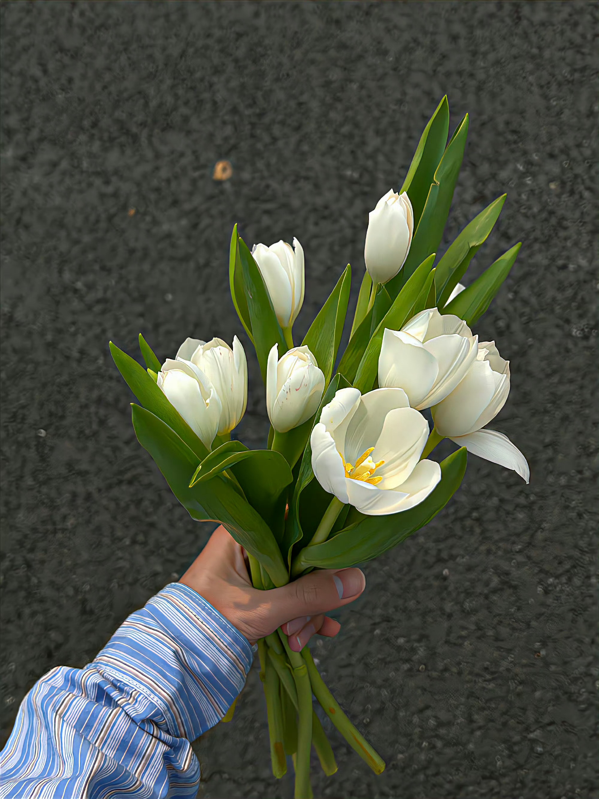 郁金香🌷 