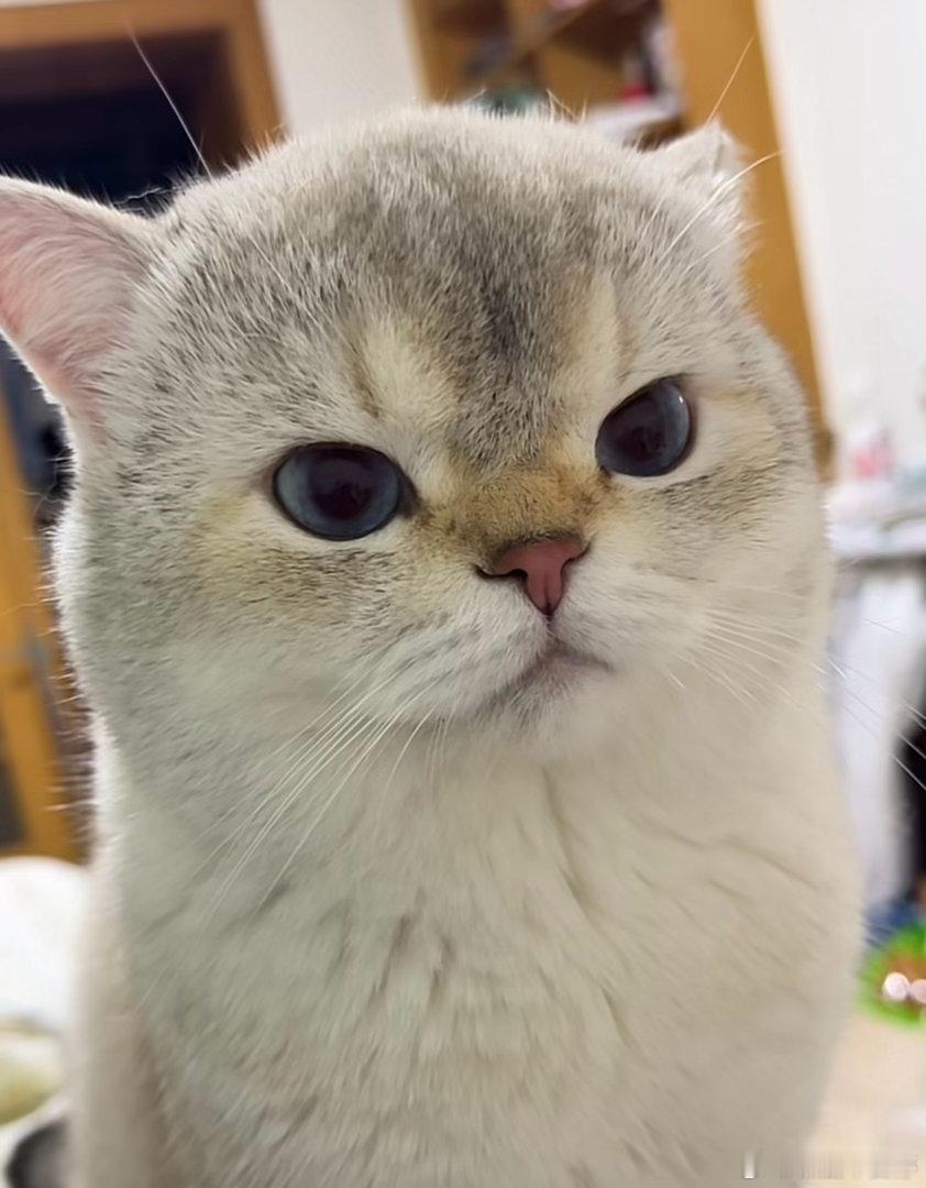 00花谁掉队了说到00花，刷到一个巨像李庚希的小猫～🐱 ​​​