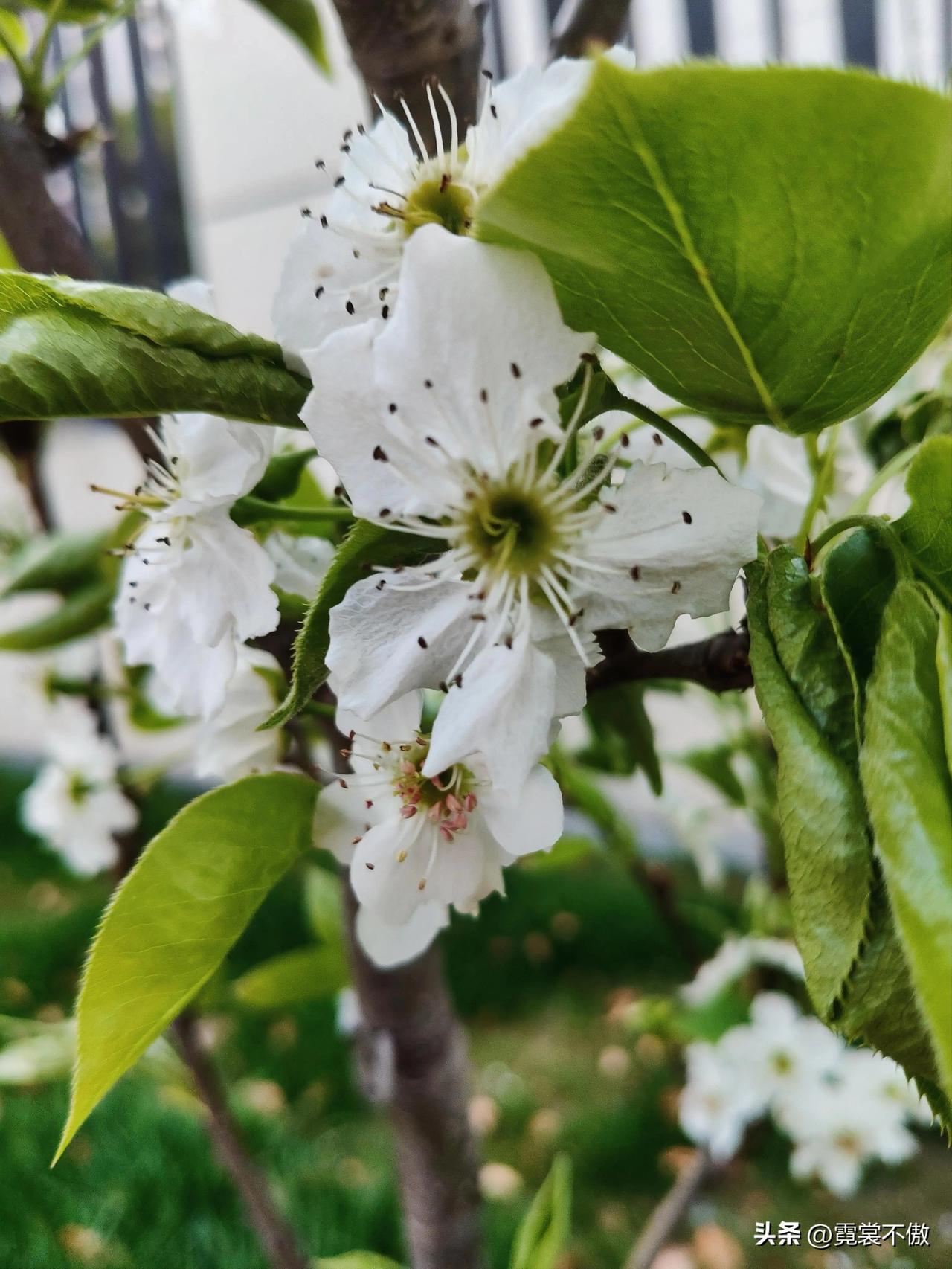 拍一张好看的花朵不带雨的梨花。