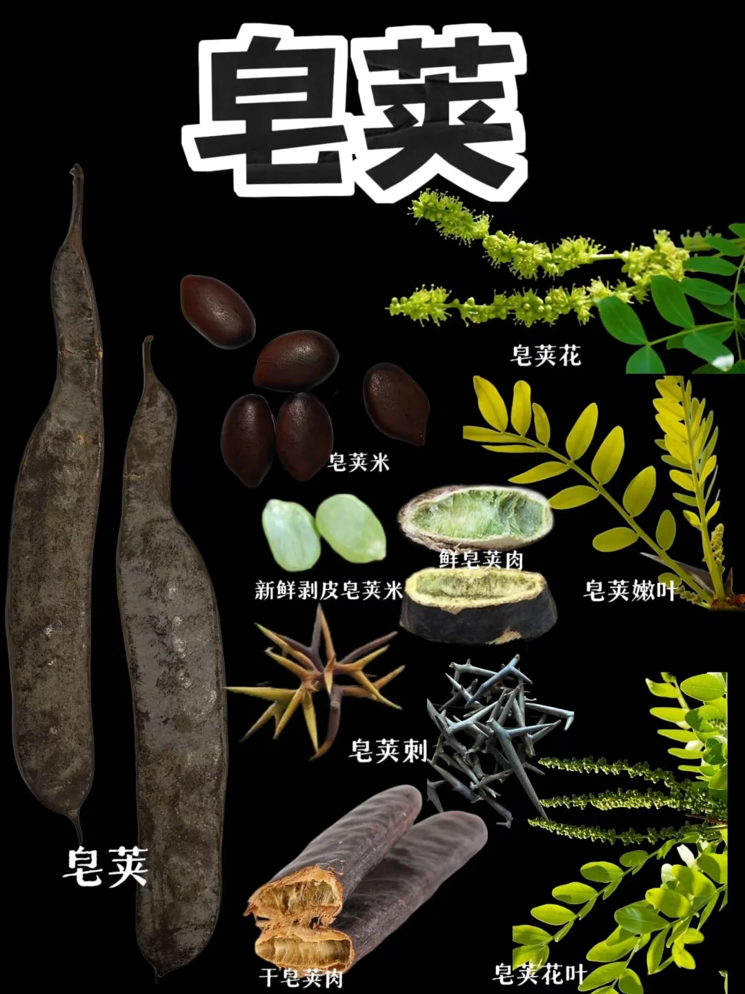 【皂荚】皂荚，古代的天然清洁剂