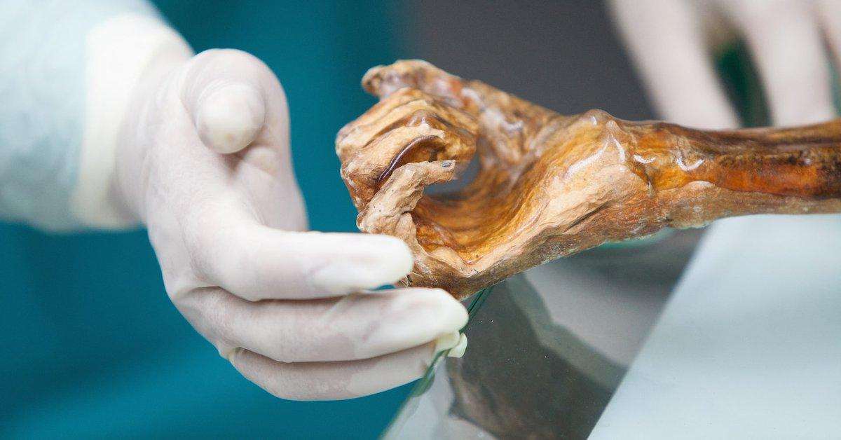 [To learn English]
Ötzi the Iceman died 