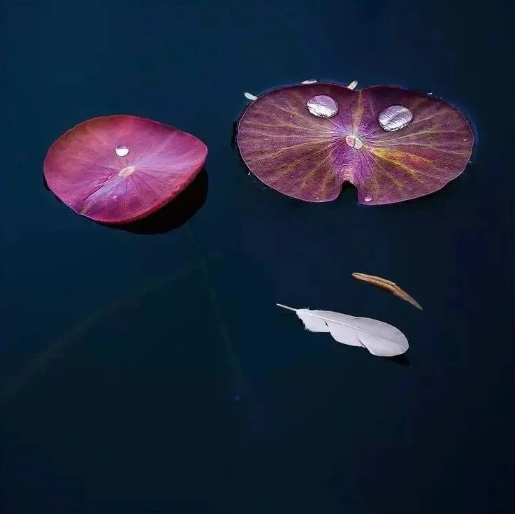 人有时候不能受外境的干扰，人有时候把一些事情要放下、要抛开，因为有时候那些欲望会
