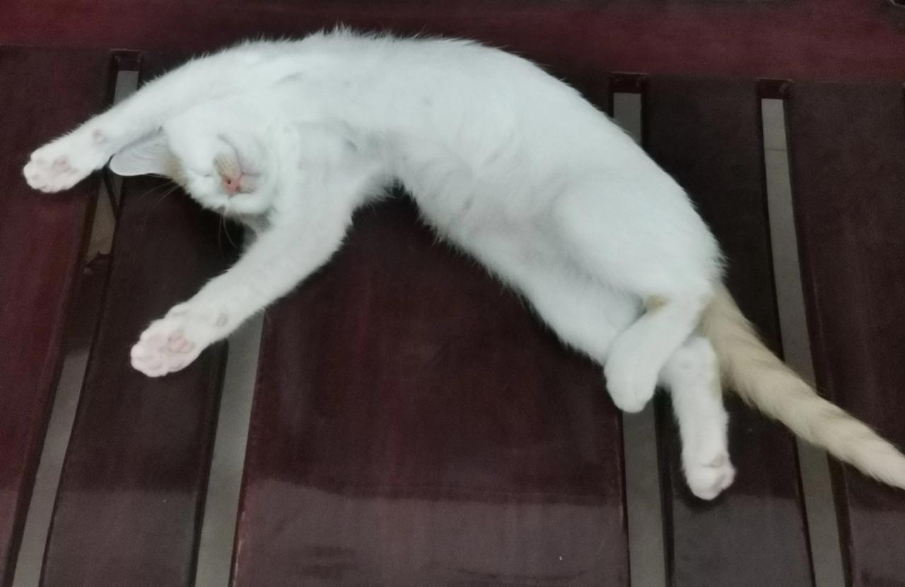 昨晚我和老公散步回家，开了门，小猫包子在门口准时迎接我们！

可小猫这次不像以前